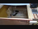 ココヨ－キ－タケモリ　金沢市円光寺（ヨ－クシャ－テリア犬ブリ－ダ－）