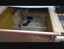 ココヨ－キ－タケモリ　金沢市円光寺（ヨ－クシャ－テリア犬ブリ－ダ－）