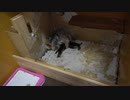 ココヨ－キ－タケモリ　金沢市円光寺（ヨ－クシャ－テリア犬ブリ－ダ－）