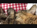 寝ている猫の顔面をアップで撮ってみた