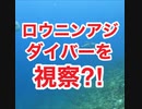 ロウニンアジ・モヨウフグ(大)・ハナダイの群れ！沖縄ダイビング