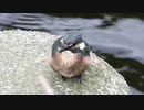 9月半ばにカワセミ親子がいたΣ(ﾟДﾟ)