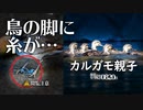 0820B【糸が絡まった鳥】カルガモ親子の行列と雛鳥お昼寝。ハクセキレイの脚に釣り糸？の悲劇。ムクドリとキジバト。暑くて鳥が少ない。鶴見川水系野鳥撮影　#身近な生き物語　#カルガモ親子　#ハクセキレイ
