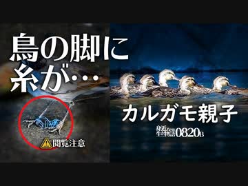 0820B【糸が絡まった鳥】カルガモ親子の行列と雛鳥お昼寝。ハクセキレイの脚に釣り糸？の悲劇。ムクドリとキジバト。暑くて鳥が少ない。鶴見川水系野鳥撮影　#身近な生き物語　#カルガモ親子　#ハクセキレイ