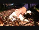 野良猫】お前さては人間だな！？と疑いたくなる地域猫【猫動画】