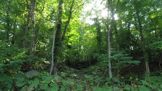 美しい、北海道の夏の森【素材】