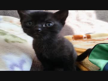 黒子猫は天使。