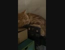 すやにゃん(コタロウ)short いびきいり？