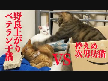 ベテラン子猫、芸術的な甘えインターセプトを見せる