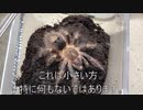 [久々の寝過ごし]タランチュラ飼育日記その３０４[びびったよね］