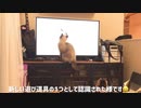 テレビに釘付けなねこ