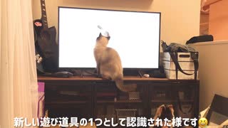 テレビに釘付けなねこ