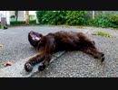 背中を撫でると何故か手をペロペロする黒猫