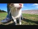 猫島の猫「モフらせるから何かくれ～」男「あざぁ～す！」【野良猫】【感動猫】