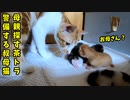 もぞもぞ「お母さんどこ？」意を決して赤ちゃんの下へ行く母猫【生後9日目-5 五匹の子猫】