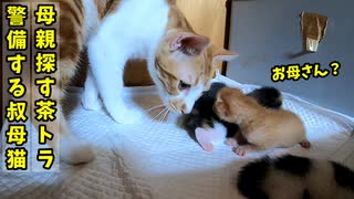 人気の 赤ちゃん猫 動画 54本 ニコニコ動画