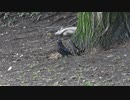 猛禽類VSカラス　子どもカラスがツミに襲われる。ツミの鳴き声