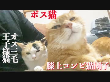 ボス猫＆オス三毛猫、和解の膝上猫団子を披露する