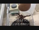 [配信者に]タランチュラ飼育日記その３０５[私はなりたい］