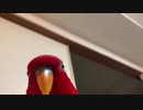 内海秀明先生のインコ、グミちゃん「ぐぇうぇうぇうぇ〜」