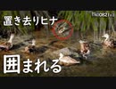 0821B②【置き去り雛鳥がカルガモ親子に襲われる】迷子殺し怖いが死んだ雛と勘違い母?雛を放置でケンカ。レ◯プではない。順光で緑カワセミ、青い羽。　#身近な生き物語　#カルガモ親子　#カワセミ