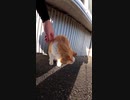 悟りを開いた老猫に直撃#Shorts【野良猫】【感動猫】