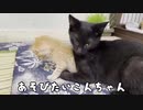 【猫日記】遊びたい猫と足元がおぼつかない赤ちゃん猫。