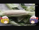 ゆっくり農民168トウモロコシを育ててみませんか？#15