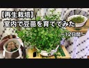 【再生栽培】室内で豆苗を育ててみた〜12日間〜