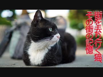 重鎮猫の一周忌、多くの猫たちが生きた街の記憶