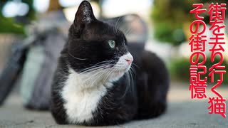 重鎮猫の一周忌、多くの猫たちが生きた街の記憶