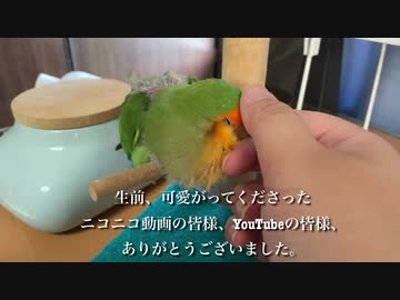 お知らせとお礼