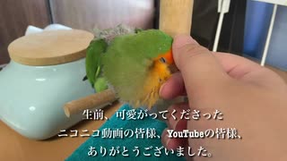 お知らせとお礼