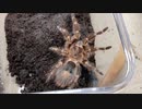 [眠気がすごい]タランチュラ飼育日記その３０６[脳ゼロで生きてる］