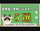 保護猫の里親になるメリット5選【殺処分減少】【里親になる方法】