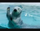 ラッコの動画。三重県 鳥羽水族館