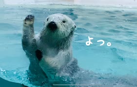 ラッコの動画。三重県 鳥羽水族館