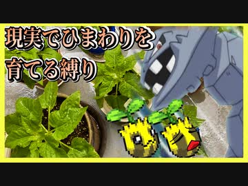 【実況】ヒマナッツが瀕死になったら「現実でひまわりを育てる」縛り（Part⑪）
