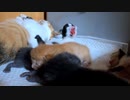 暑くてまた赤ちゃんがハアハア…口呼吸しています【生後9日目-6 五匹の子猫】
