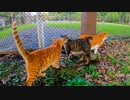野球場の裏にいた猫達、警戒心強めかと思ったら意外に腰トントン好き猫でした