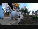 【野良猫】誰でもできる！野良猫の正しい対処方法はこちら【猫動画】