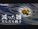 0822B【カルガモ親子 雛鳥減って1羽】アオサギの狩り。悲劇の奇形水鳥。鵜の目青い。鳩の水浴び。イソシギまるい鳥。ツバメ幼鳥。鶴見川水系コンデジ野鳥撮影　#身近な生き物語　#カルガモ親子　#アオサギ