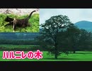 2021/09/06放送【157日目 北海道 中川郡豊頃町ハルニレの木 早朝 あずにゃんぽ（猫散歩）】北海道全市町村制覇するまで帰れまてん！　猫と車中泊の旅　日本縦断【旅猫あずき～保護猫から旅猫へ～】