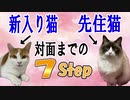 新入り猫と先住猫が仲良く対面するまでの７STEP【ケンカしない方法】