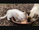 野良猫の親子に贅沢ちゅーるタワーをあげてみた