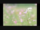 秋桜小径