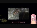 琴葉姉妹と楽しく釣っておいしく食べて　～その6　夜釣りでゴンズイ～【VOICEROIDフィッシング】