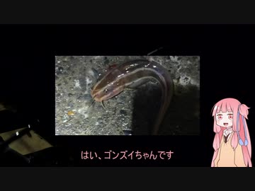 琴葉姉妹と楽しく釣っておいしく食べて　～その6　夜釣りでゴンズイ～【VOICEROIDフィッシング】