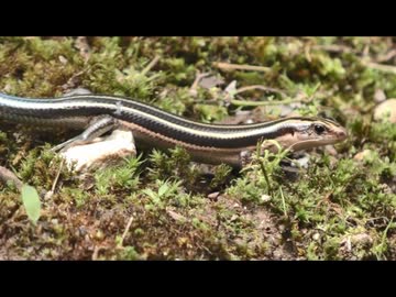 ニホントカゲを飽きても眺める　その2