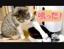 呼び鈴にチャレンジ